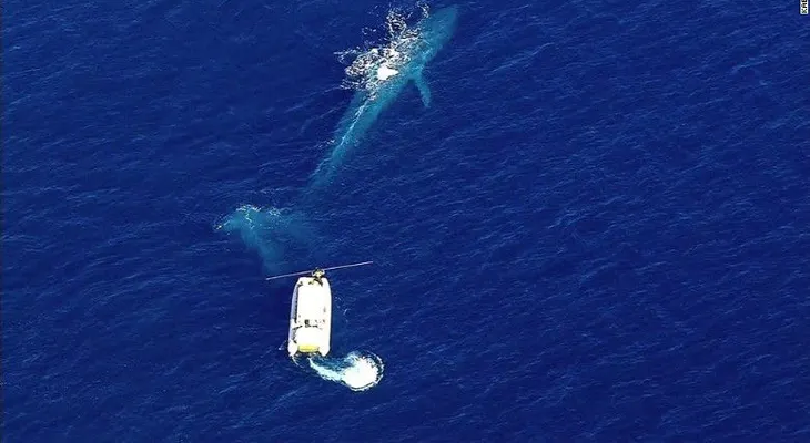 Rescatistas intentan salvar a una ballena azul enredada en redes de pesca