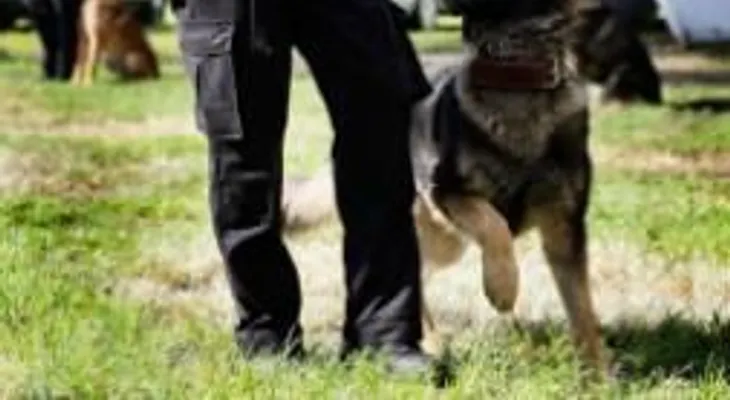 Hombre muerde a agente y a perro policial en California