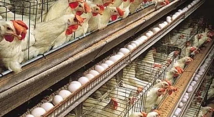 Gobierno desmiente productores hayan matado dos millones de pollitas ponedoras
