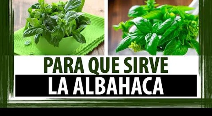 La albahaca y sus propiedades curativas (VIDEO) 