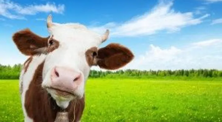 Un hombre pierde la vida al caerle encima una vaca