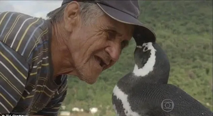 Pingüino nada 8,000 kilometros para visitar al hombre que le salvó la vida