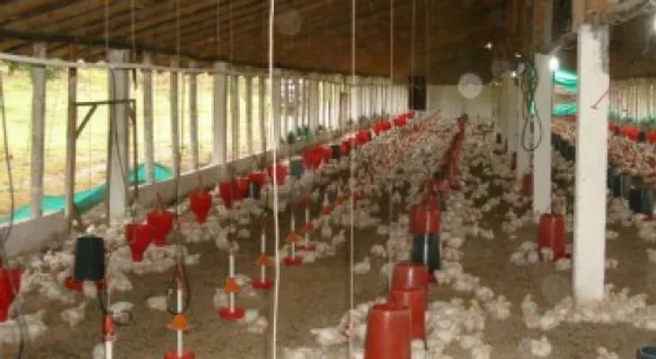 Productores dicen es precipitado prohibir entrada de pollos a Haití