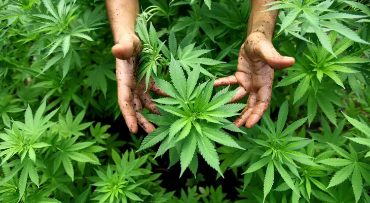 Consumo de cannabis hace que sea necesaria más anestesia durante una cirugía
