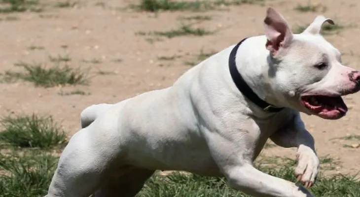Un perro pit bull ataca y le desgarra la cara a una niña en Nueva York