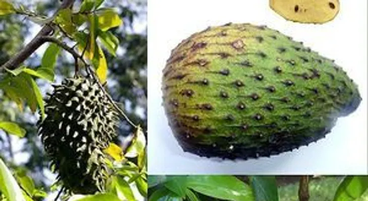 Conocida como la mejor fruta contra el cáncer y más efectiva que la quimioterapia