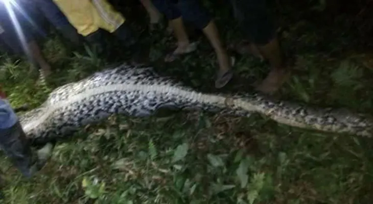 IMAGENES SENSIBLES: Hayan algo increíble dentro de una pitón en Indonesia