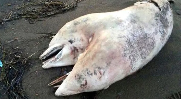 Hallan muerto delfín con dos cabeza en playa de Turquía