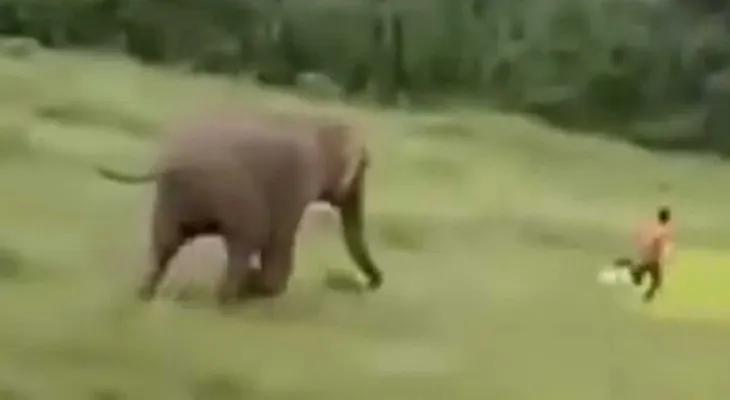 El atroz momento en que un elefante salvaje mató a un niño sin protección que se acercó a su manada