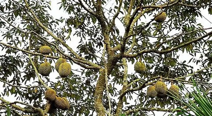 Durián; el Rey de las Frutas Tropicales para la disfunción sexual, previene el envejecimiento y reduce la presión arterial 