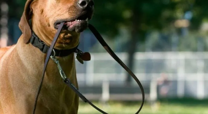 5 razones fit para sacar a pasear al perro 