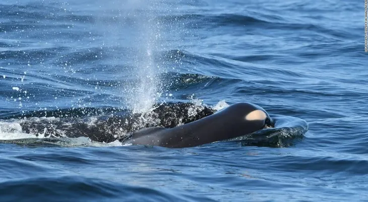 Terminan los 17 días de luto de la orca que llevó el cuerpo de su cría por más de 1.600 kilómetros