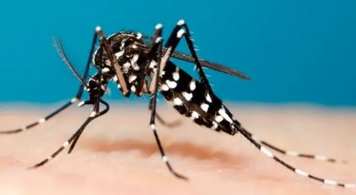 Experta asegura la chikungunya solo se contrae una vez