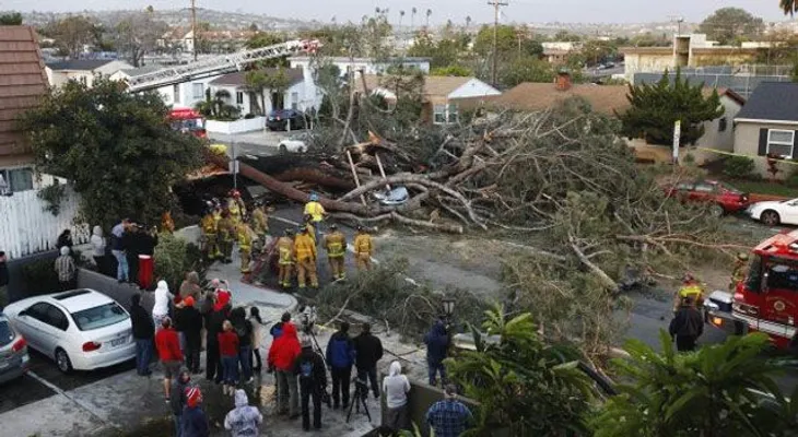 Un hombre se venga luego de que su municipio talara un árbol que cuidó por 30 años