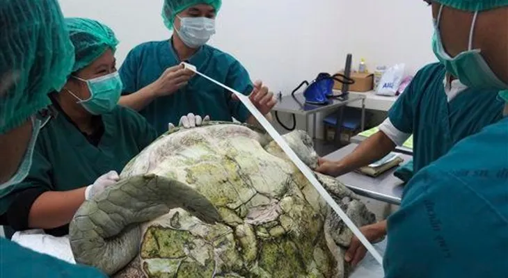 Operan tortuga y le sacan 915 monedas de su estómago