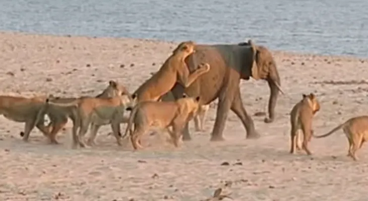 Video: Bebé elefante enfrenta a 14 leones y sale vivo