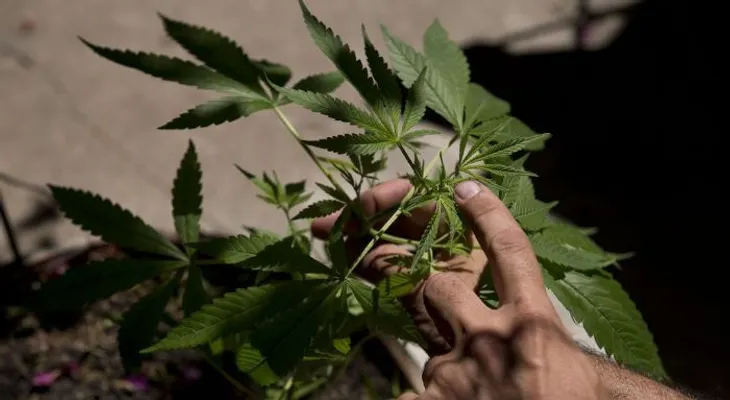 En Uruguay venderán el gramo de marihuana a un dólar