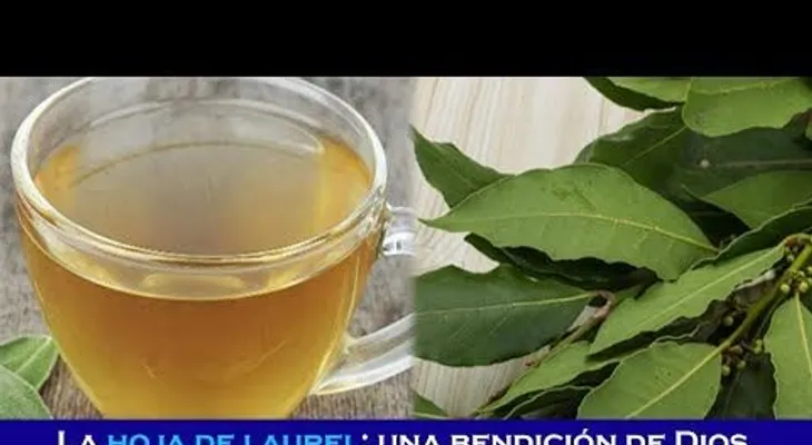 La hoja de laurel: combate insomnio, azúcar, presión alta y grasa en la sangre, si la prepara de esta manera.