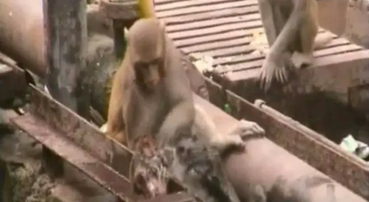 Conmovedor: Un mono intentando resucitar a su amigo (Video)