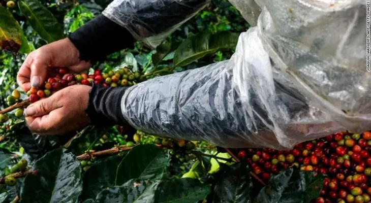 ¿Encontraron Colombia y Honduras el secreto para salvar su café de la roya?