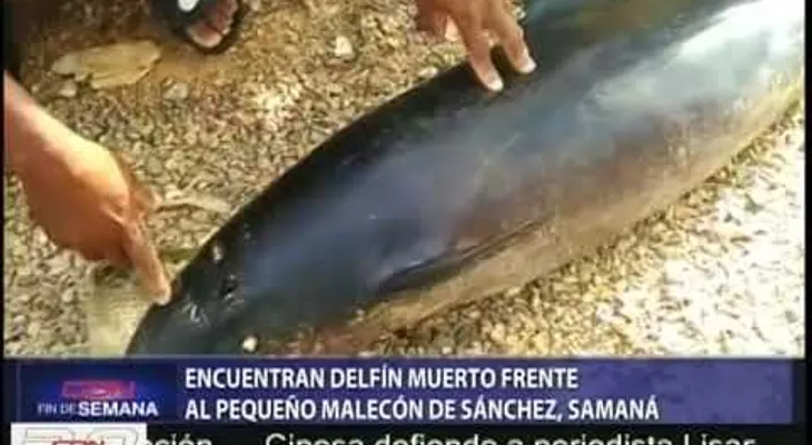 Encuentran delfín muerto en Samaná