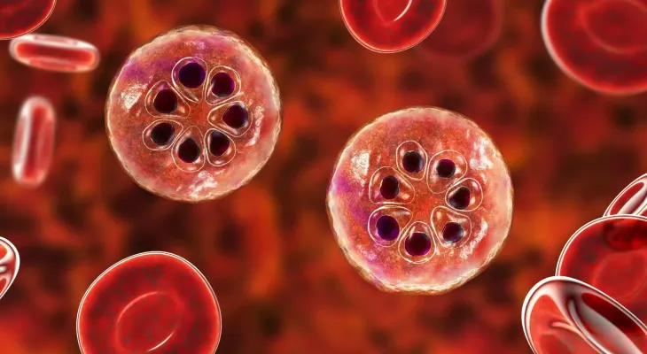 Científicos descubren posible vía para desorientar y desactivar el parásito de la malaria