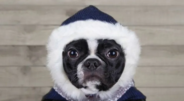 6 tips para proteger a tu mascota del frío