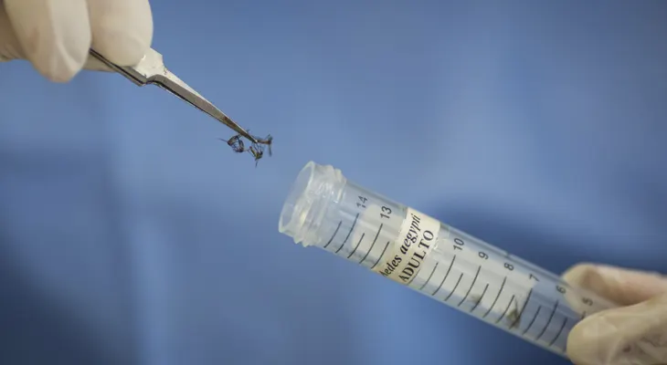 Desarrollar una vacuna contra el zika podría tomar varios años