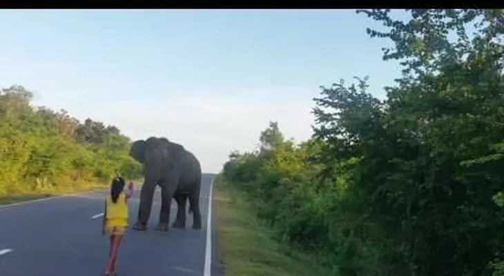 Una niña domina a un elefante salvaje con una sola mano