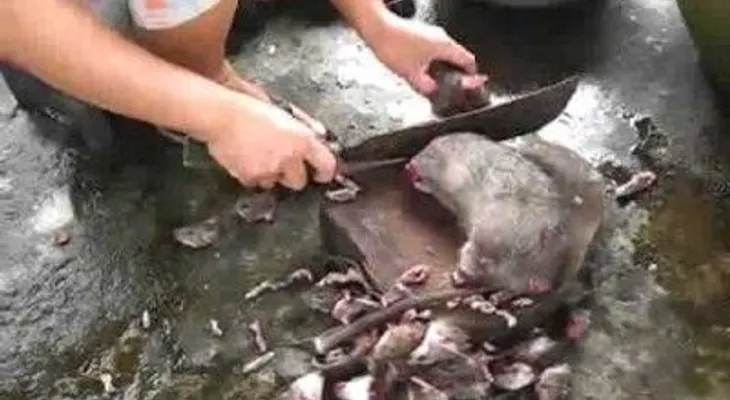 Captado en video un chino cocinando ratones