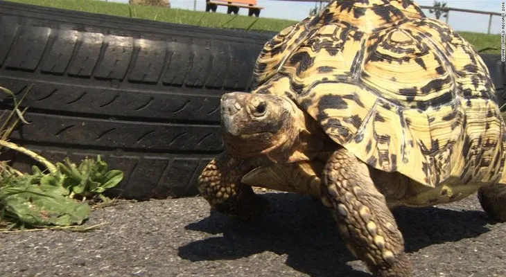 La "Usain Bolt" de las tortugas bate récords