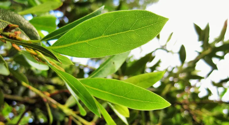 Las hojas de laurel, lo que nunca te habían dicho de sus tantos beneficios