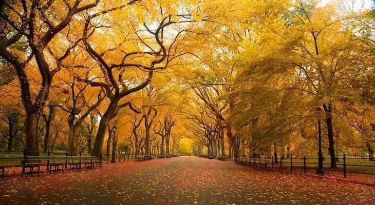 Descubre el tipo de árbol al que pertenece según tu fecha de nacimiento