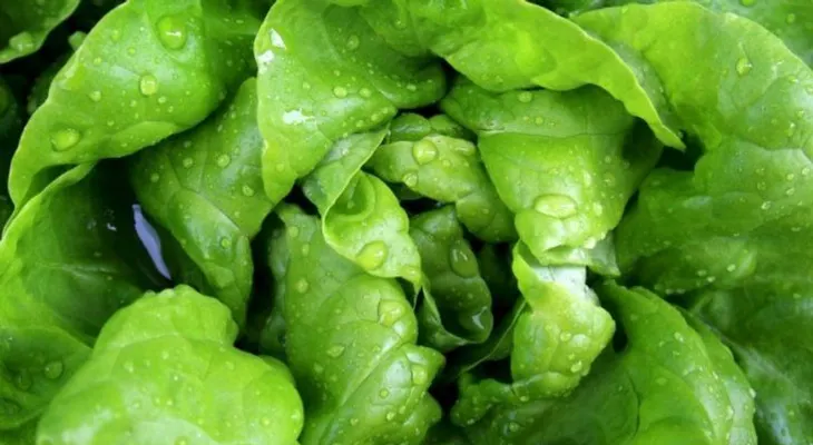 La lechuga es el oro verde para tu cuerpo
