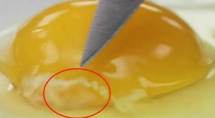 Nunca intente comerte ESTO? Lo que ves blanco en tu huevo crudo puede ser descifrado.