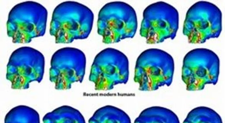 El hombre moderno heredó del neandertal defensas genéticas contra los virus