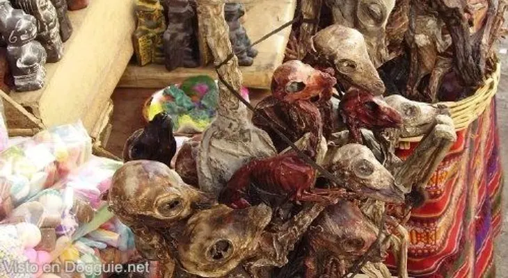 El escalofriante mercado de brujos, cadáveres, cráneos y cosas repugnantes (2)