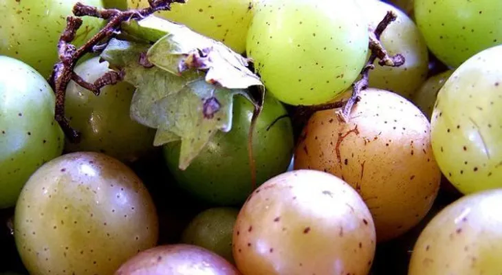 Aceite de semillas de uva para bajar de peso