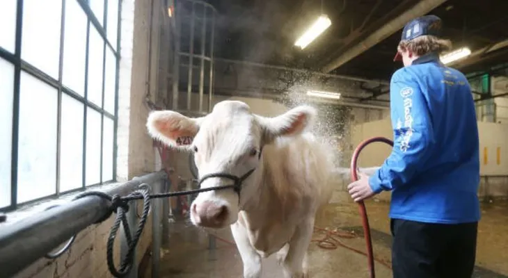  OMS pide prohibir los antibióticos para estimular el crecimiento de animales 