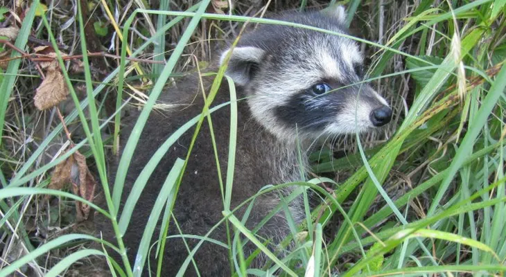 Los mapaches urbanos estarían en las primeras etapas de domesticación, según un estudio