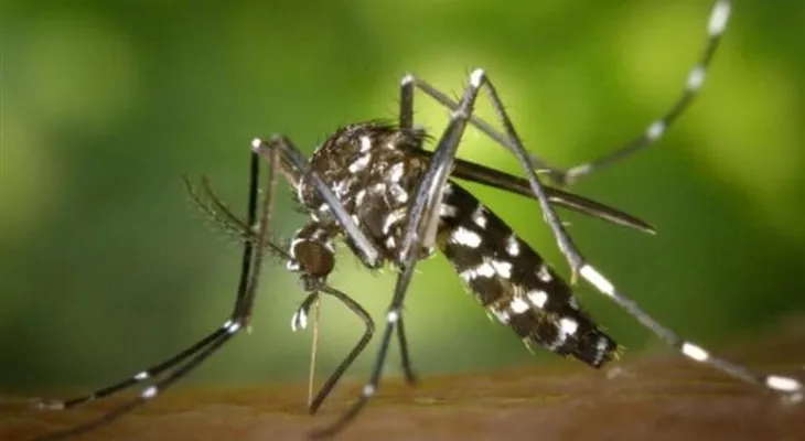 Chikunguya no repite, dicen expertos