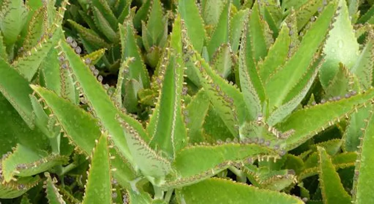 Hierbas medicinales para tratar el cáncer y otras enfermedades
