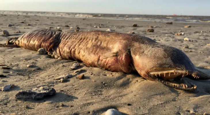 Científico identifica la extraña criatura sin rostro y con colmillos que llegó a la playa después de Harvey