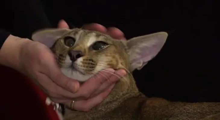 Presentan en Rusia un raro felino que cuesta más de 23.000 dólares (VIDEO)