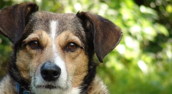 Los perros entienden más de lo que creemos, según estudios