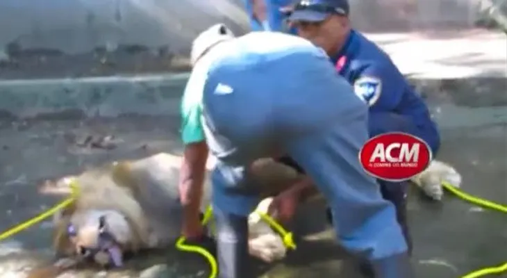 Indignación por muerte de león del Zoológico de Moca 