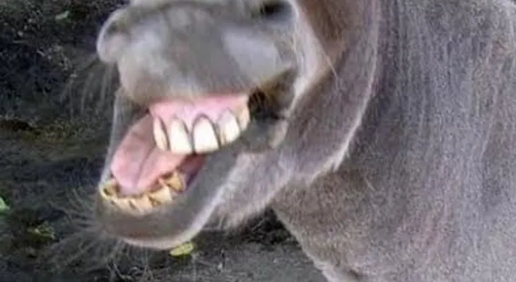 Burro violador
