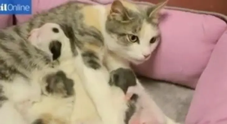 Video: gata cuida y alimenta a un pitbull abandonado