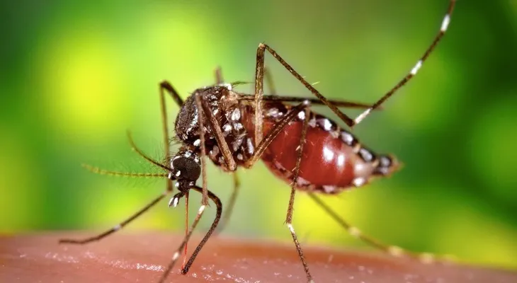 Ven inminente llegada al país del virus Mayaro desde Haití