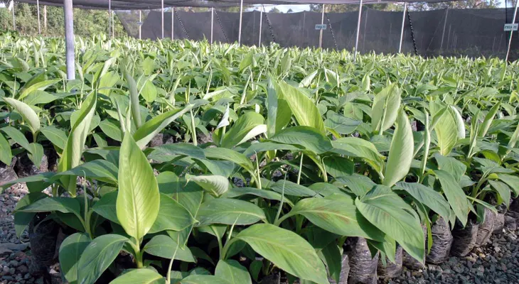 Entidad dice sequía del año pasado afectó producción de arroz y plátanos en el país